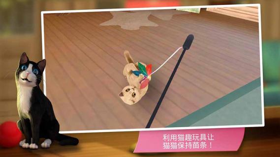 猫舍(图2)