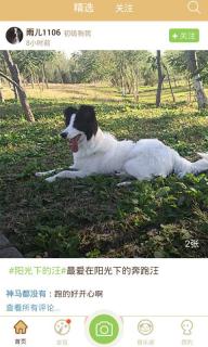铃铛宠物(图2)