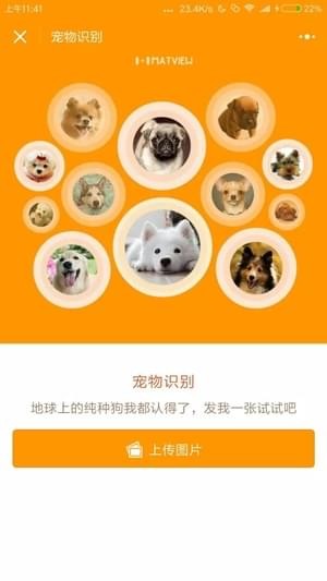 宠物识别(图3)