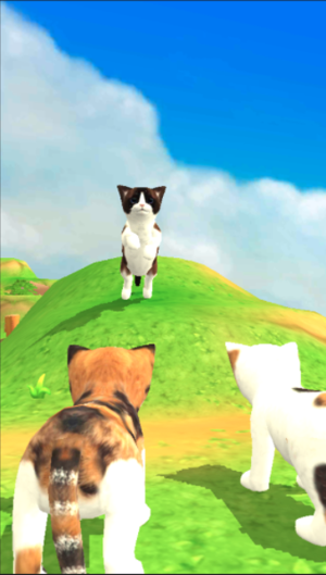 猫咪流浪记(图2)