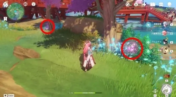 原神绯樱绣球怎么得到-绯樱绣球分布图一览