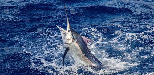 2024钓大鱼游戏排行榜