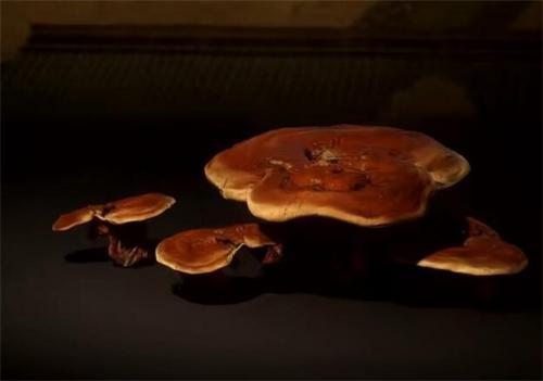 黑神话悟空灵芝有什么效果