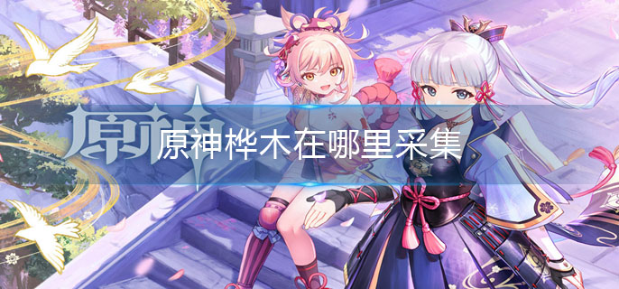 原神桦木在哪里采集