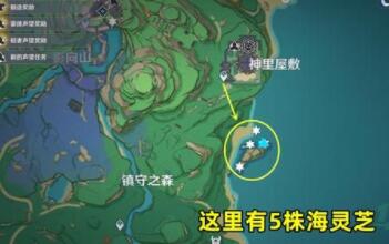 原神海灵芝在哪里采集-海灵芝采集位置 原神海灵芝在哪里采集-海灵芝采集位置
