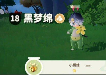 米姆米姆哈小橘蜂在哪捕捉