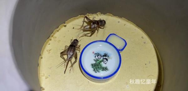 燕云十六声斗蛐蛐怎么过