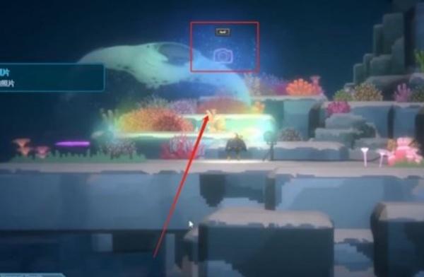 潜水员戴夫怎么拍鬼蝠鲼照片