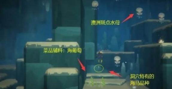 潜水员戴夫澳洲斑点水母怎么抓