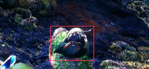 怪物猎人世界粗毛秧鸡在哪里有_粗毛秧鸡刷不出来