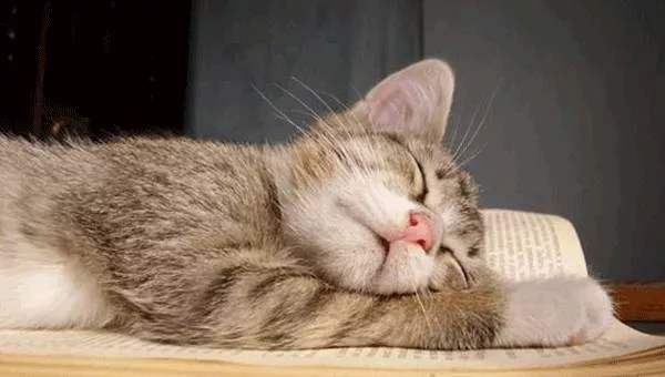 电子书免费阅读器_免费阅读小说软件