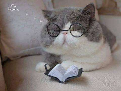 小说阅读器免费下载_小说阅读器免费版