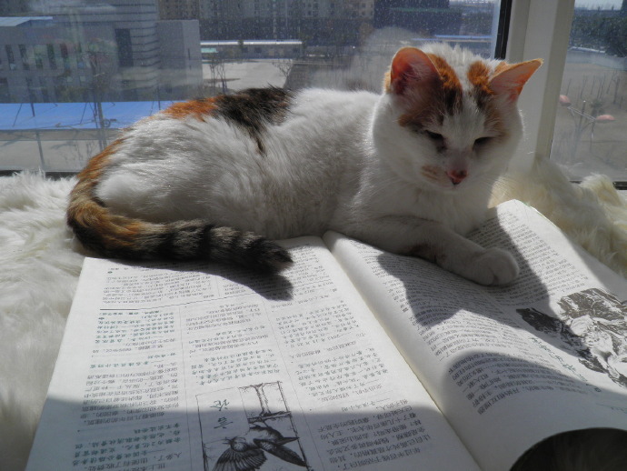 全本免费快读小说应用_免费全本已完结小说app下载