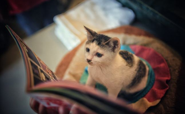 免费追书软件哪个好_免费追书神器免费版