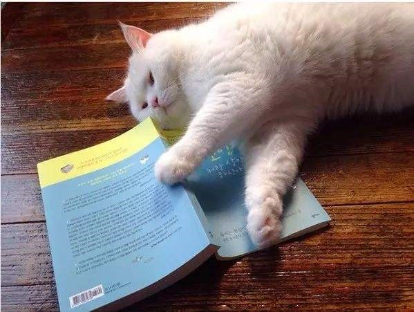 哪些看小说的app好用_免费的看小说app推荐