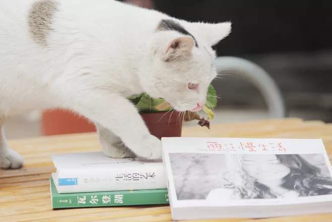 2019免费追书app哪个好_类似追书神器的app