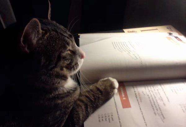 安卓小说追书下载_小说追书神器免费版app