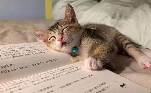 5200免费全本小说下载_免费全本小说网app