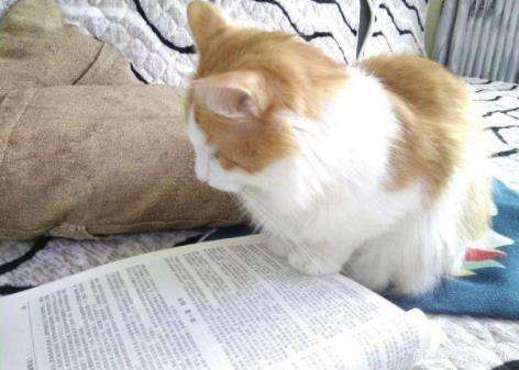 无广告免费小说app_看小说没广告书多的app下载