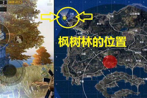 绝地求生刺激战场枫树林在哪_刺激战场枫树林位置一览