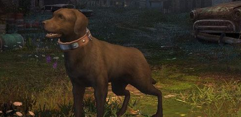 明日之后选哪个宠物狗好_明日之后宠物狗选择推荐 明日之后选哪个宠物狗好_明日之后宠物狗选择推荐