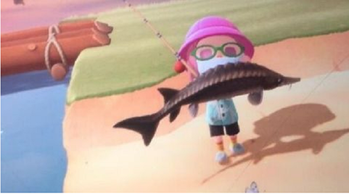 动物之森皇带鱼在哪