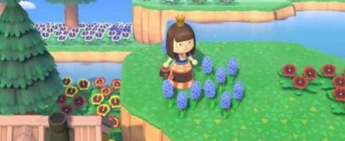 集合啦动物森友会怎么获得蓝色风信子