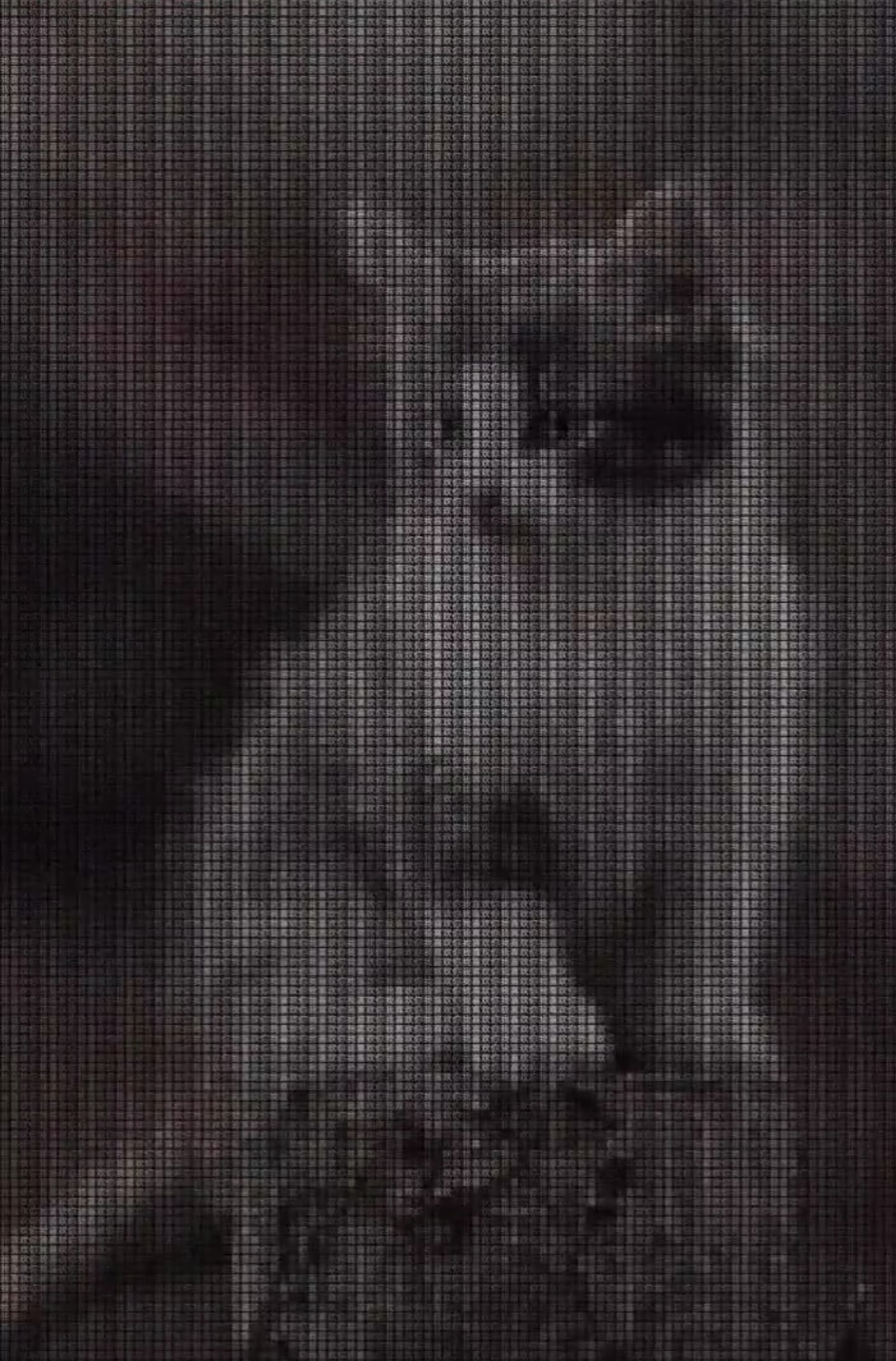 抖音我喜欢你猫咪图片分享_抖音隐藏字我喜欢你猫咪图片下载