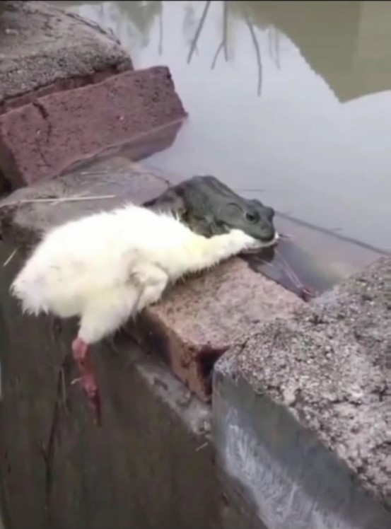 抖音癞蛤蟆想吃天鹅肉图片分享_抖音癞蛤蟆想吃天鹅肉图片下载