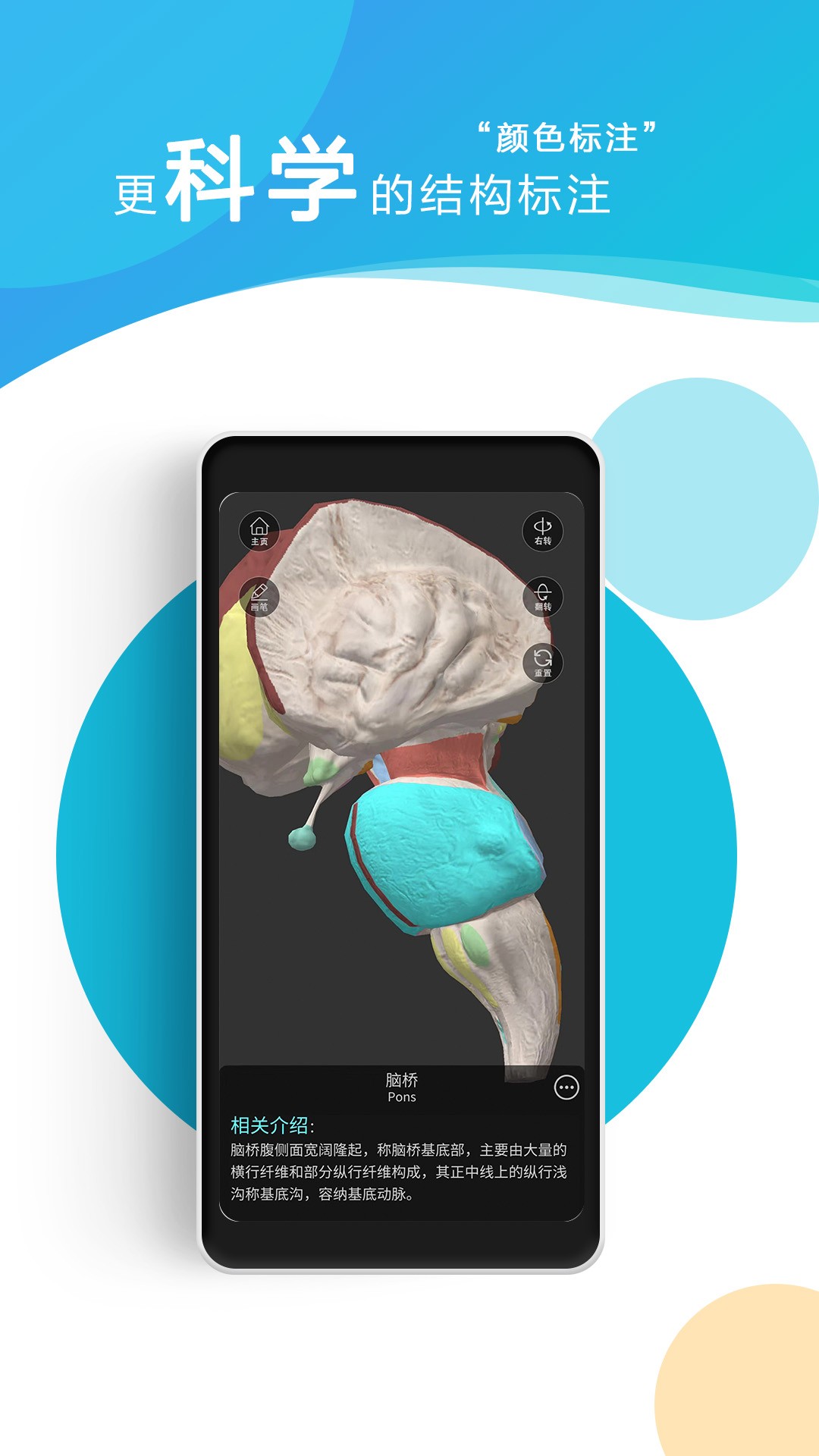 维萨里3D解剖(图3)