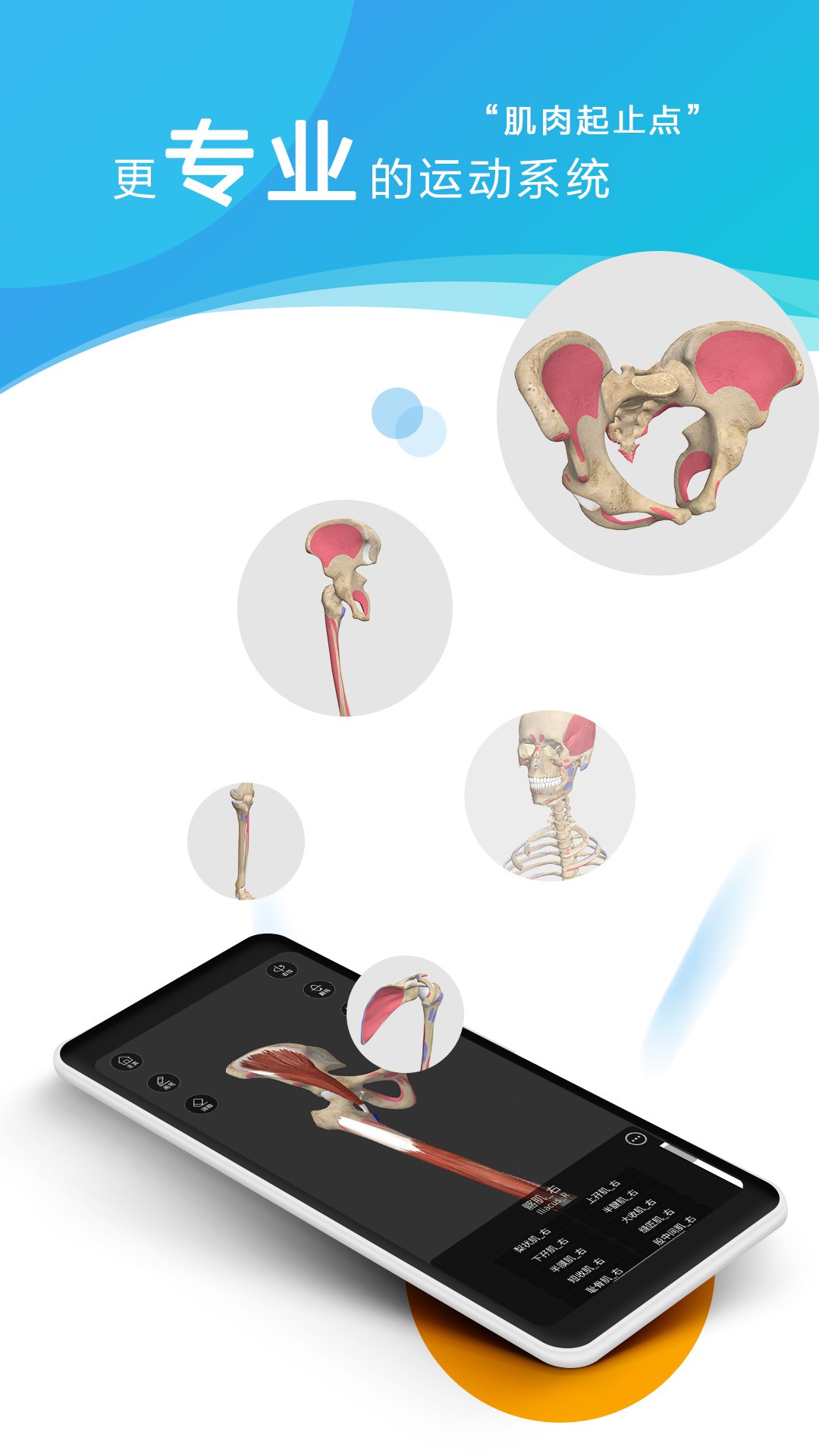 维萨里3D解剖(图2)