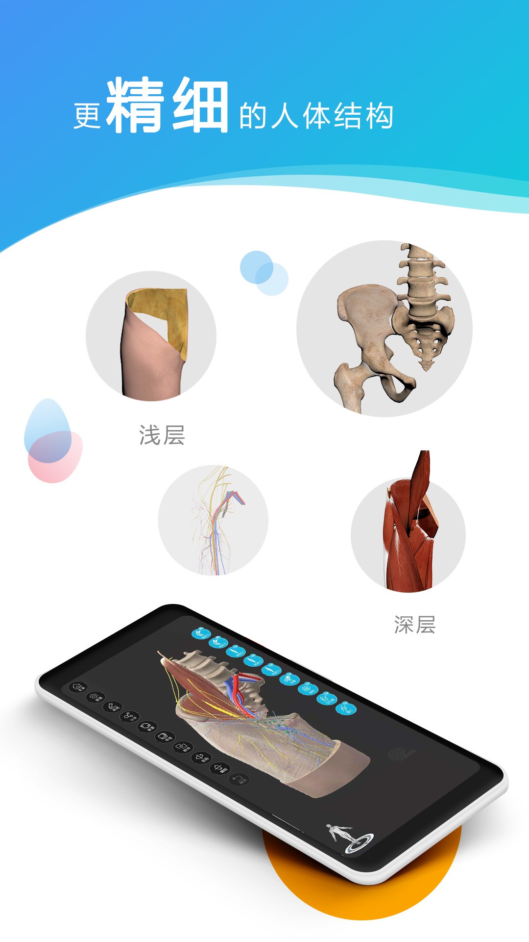 维萨里3D解剖(图1)