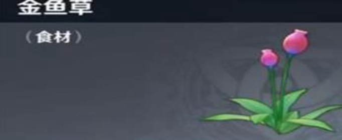 原神手游金鱼草在哪