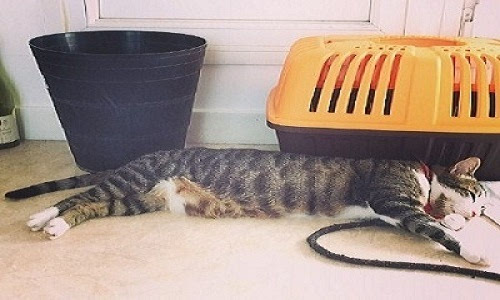 来《台球帝国》捕捉萌宠,猫扑伴你过一夏!