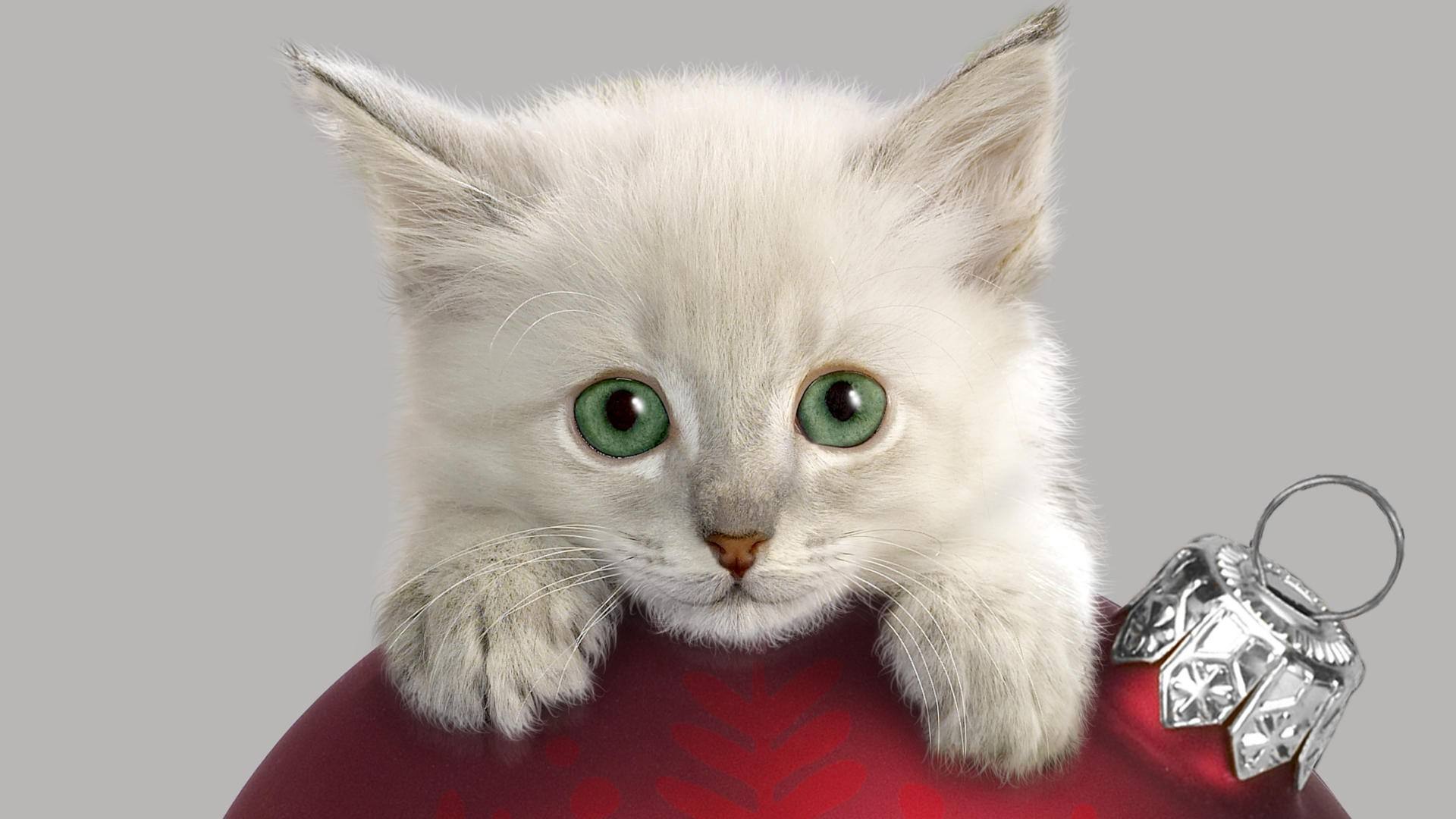 猫系游戏合集